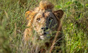 magashi tented camp experience