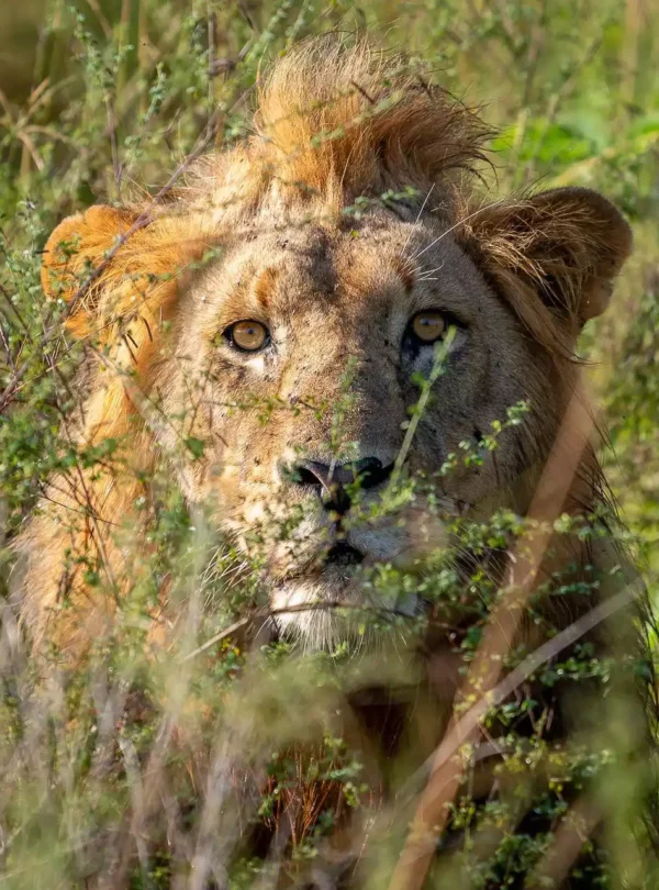 magashi tented camp experience