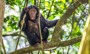 why visit gishwati mukura nation 1