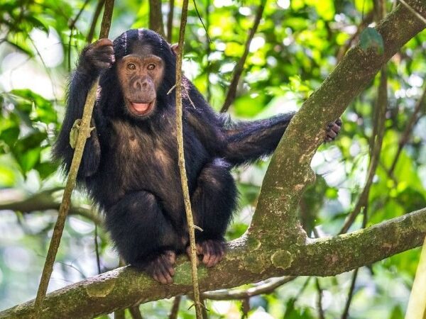 why visit gishwati mukura nation 1