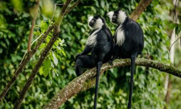 colobus monkey trek