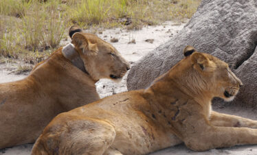 rwanda lions