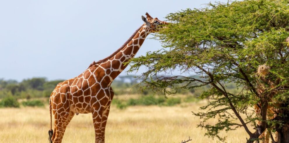 40686 interrogez vos petits curieux savent il v2 article medium 2