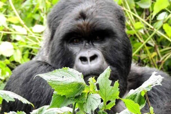 5 days rwanda gorilla trekking