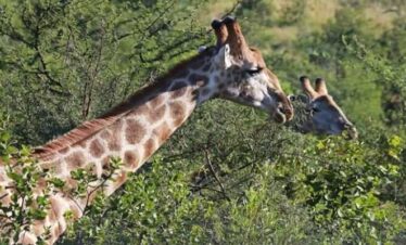 9 days rwanda safari
