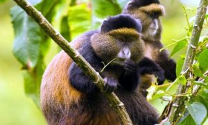 golden monkey in rwanda 300x180