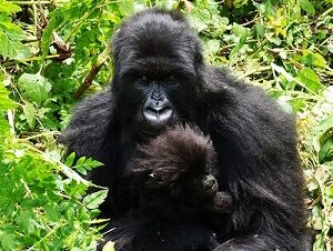 gorilla safari