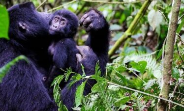 mounatin gorillas