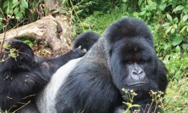 rwanda gorilla trekking safaris