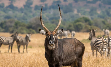 akagera national park thumb