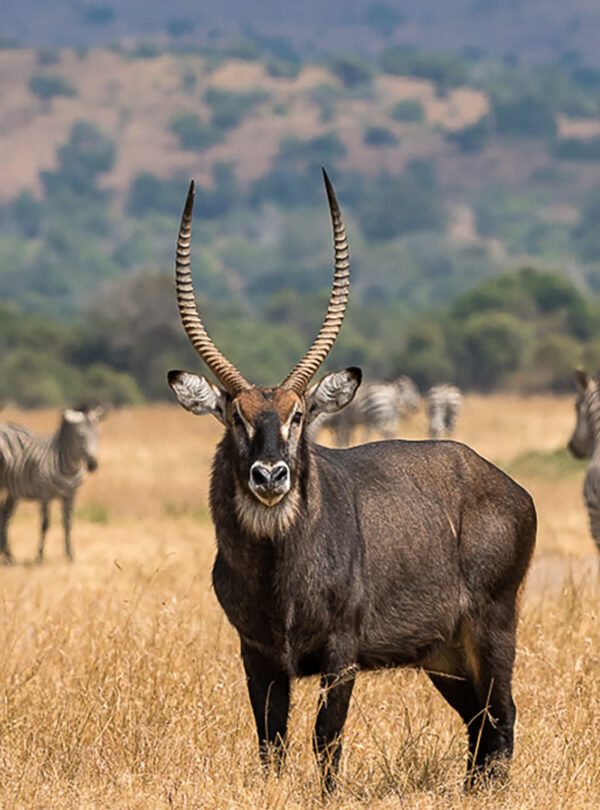 akagera national park thumb