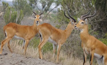 kobs in akagera